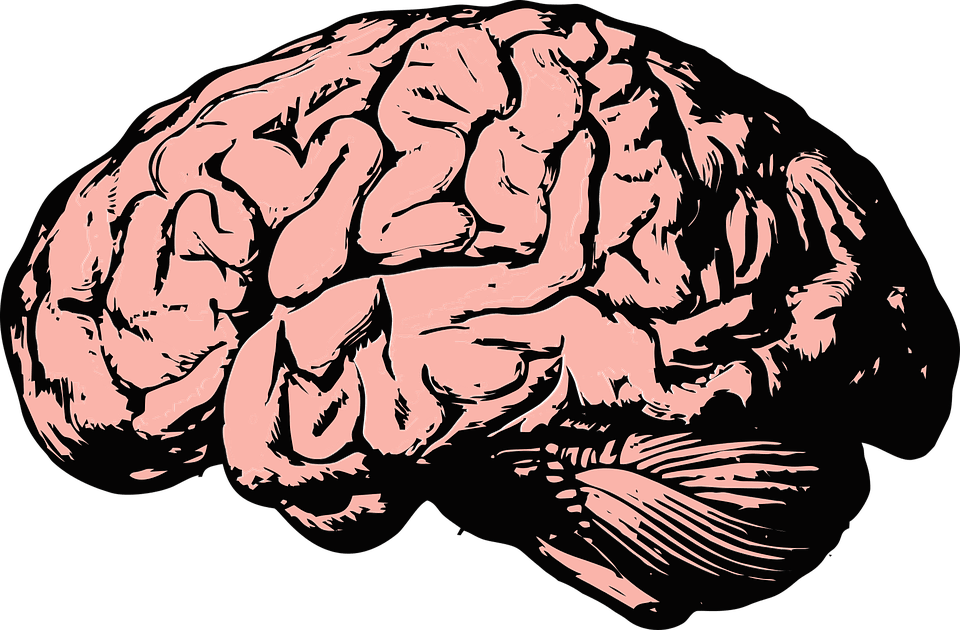 image of brain